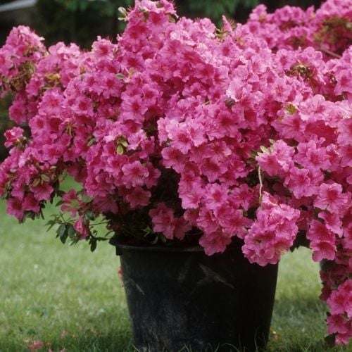 Common Household Plants Toxic to Dogs Preventive Vet